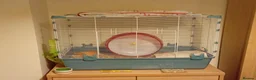 Hamster rodents for sale: Syrian Hamster with Cage - Friendly Young Male  in Camberley - Advert 3