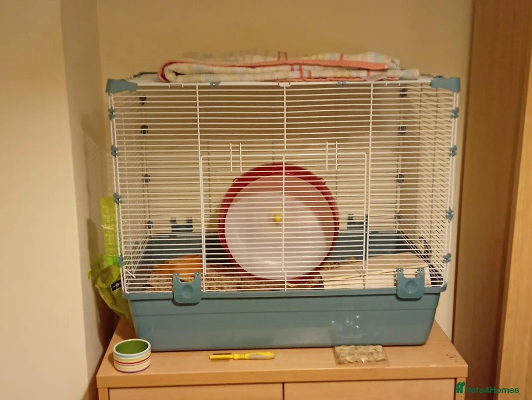 Hamster rodents for sale: Syrian Hamster with Cage - Friendly Young Male  in Camberley - Advert 3