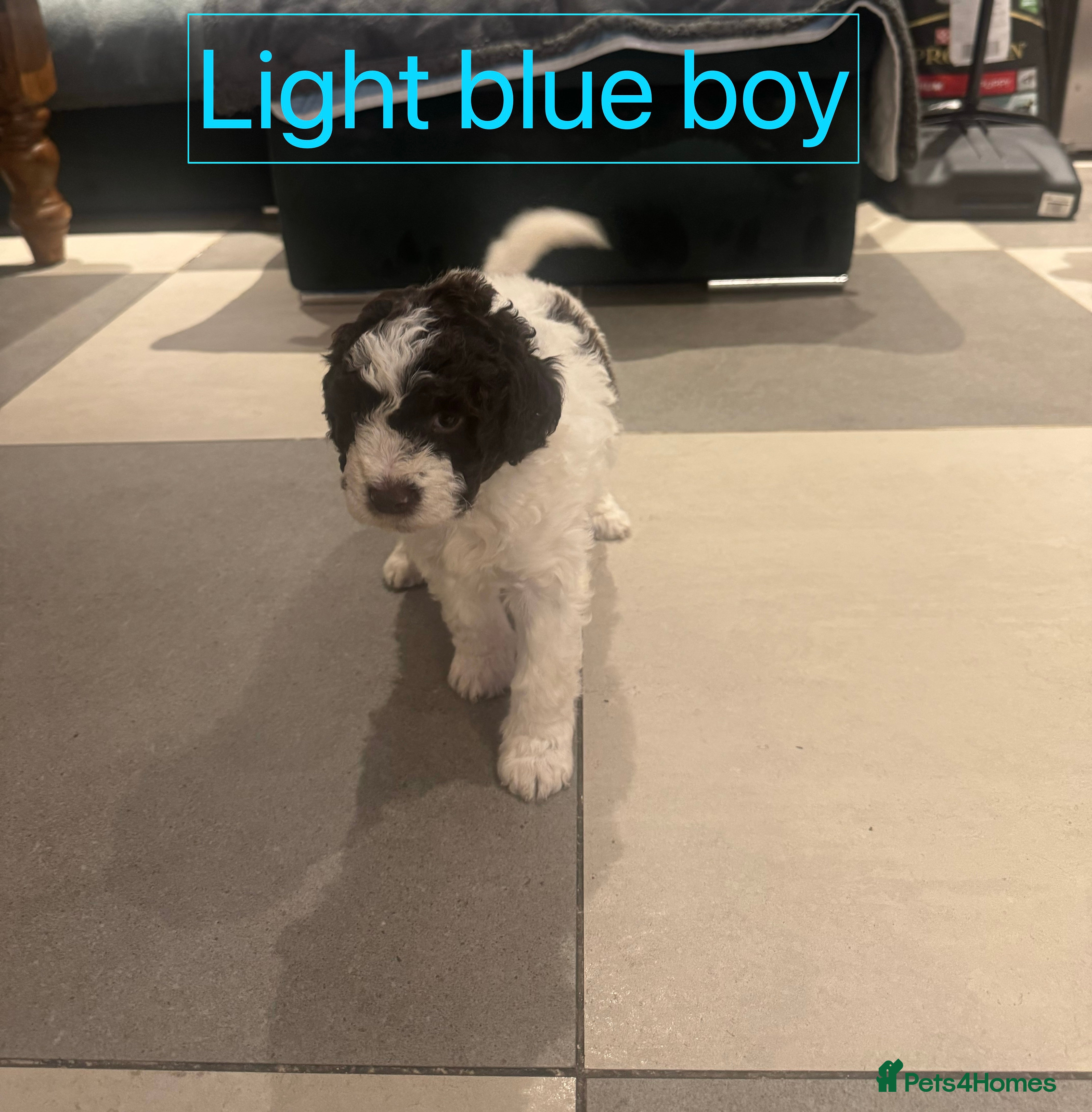 Lagotto Romagnolo dogs Lagotto Romagnolo Pups – Family raised environment - Advert 1