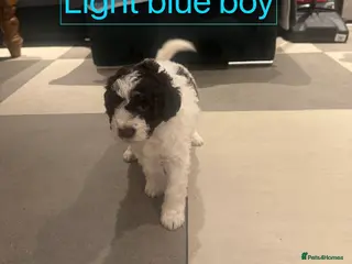 Lagotto Romagnolo dogs Lagotto Romagnolo Pups – Family raised environment - Advert 3