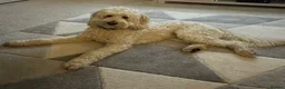 Labradoodle dogs for stud: Australian Labradoodle Stud (Health Tested) in Great Yarmouth - Advert 3
