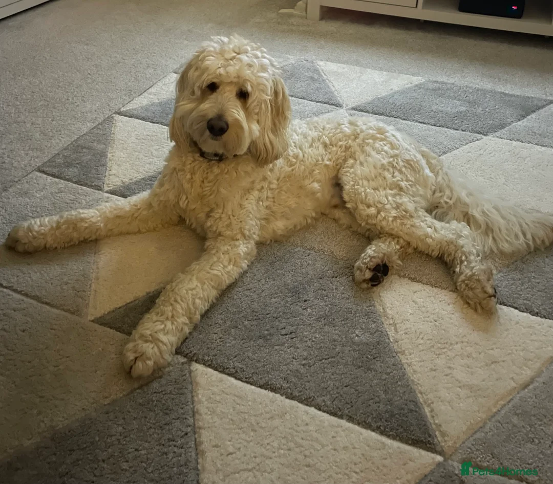 Labradoodle dogs for stud: Australian Labradoodle Stud (Health Tested) in Great Yarmouth - Advert 3
