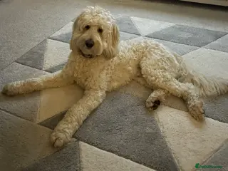 Labradoodle dogs Australian Labradoodle Stud (Health Tested) - Advert 12