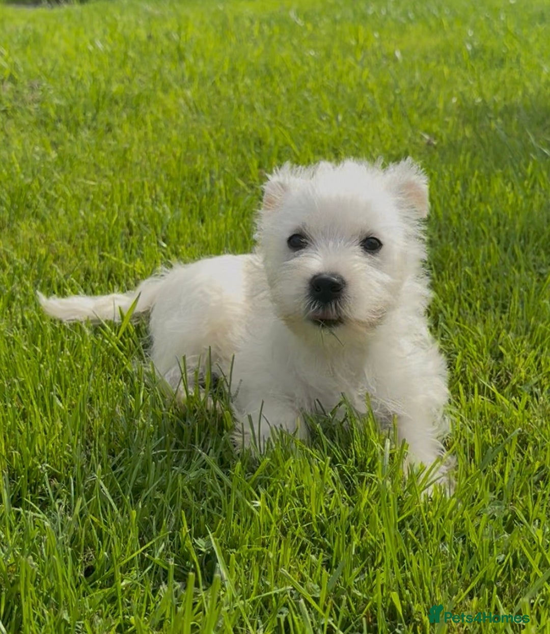 West Highland Terrier dogs for sale: West Highland Terriers show bloodlines - Image 3