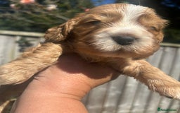 Cocker Spaniel dogs for sale: Show type cocker  spaniel “ Villaspaniol  ” kC reg - Image 5