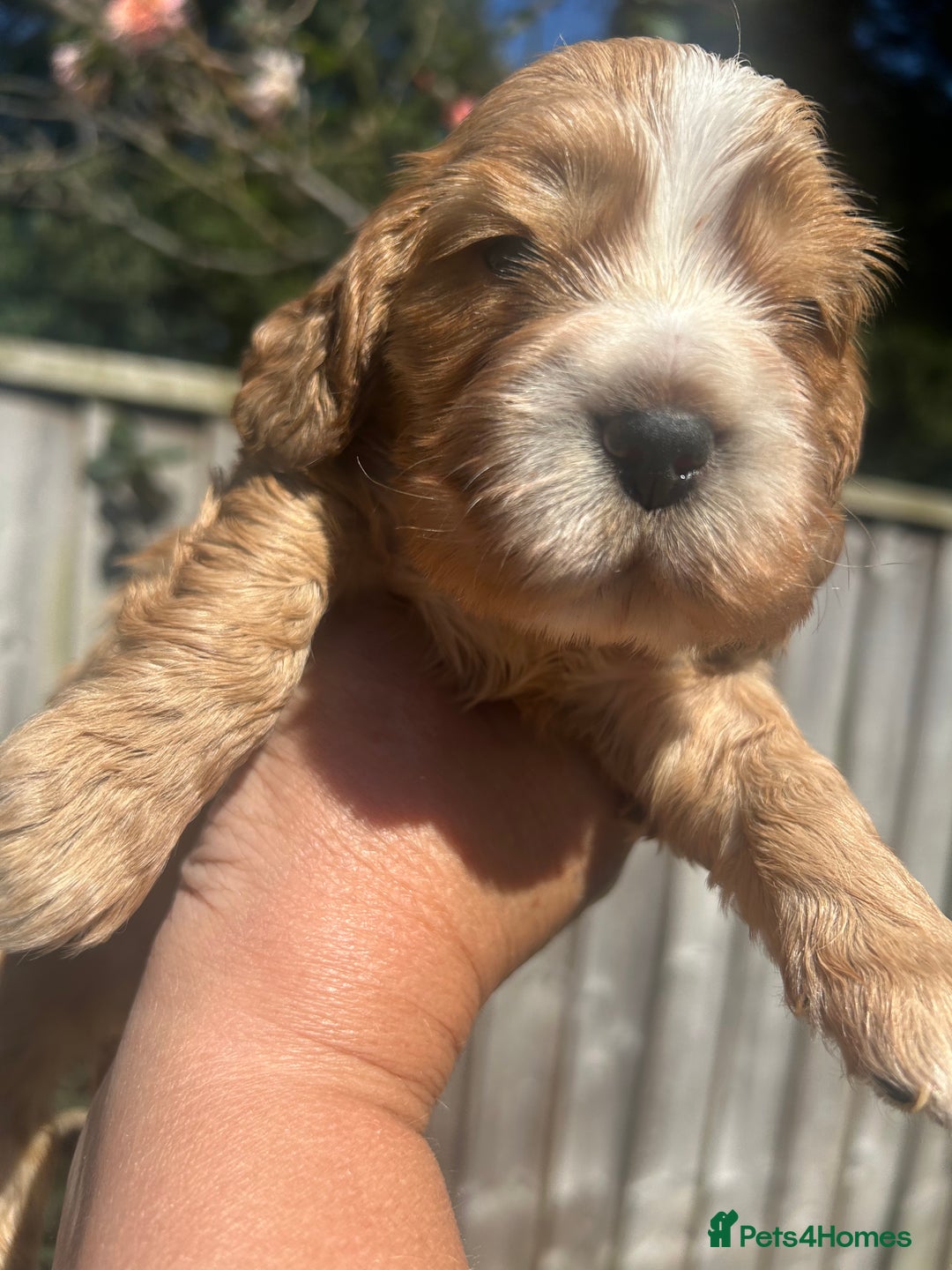 Cocker Spaniel dogs for sale: Show type cocker  spaniel “ Villaspaniol  ” kC reg - Image 5