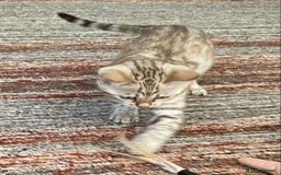 Bengal cats for sale: Bengal kittens - Image 17