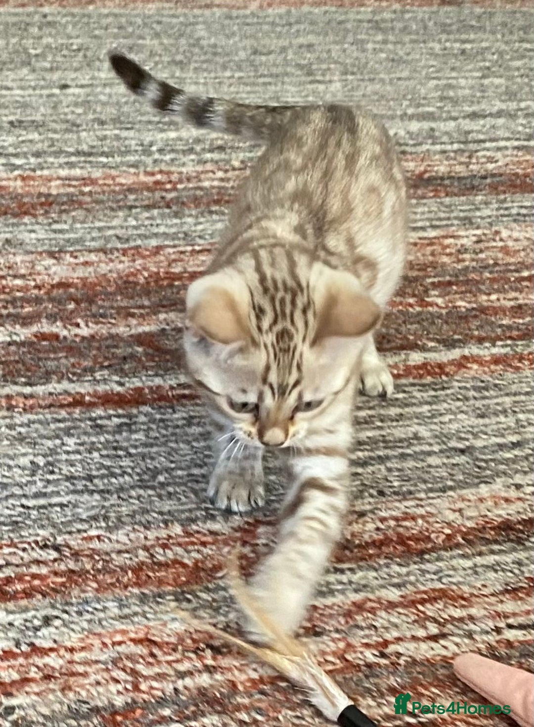 Bengal cats for sale: Bengal kittens - Image 17