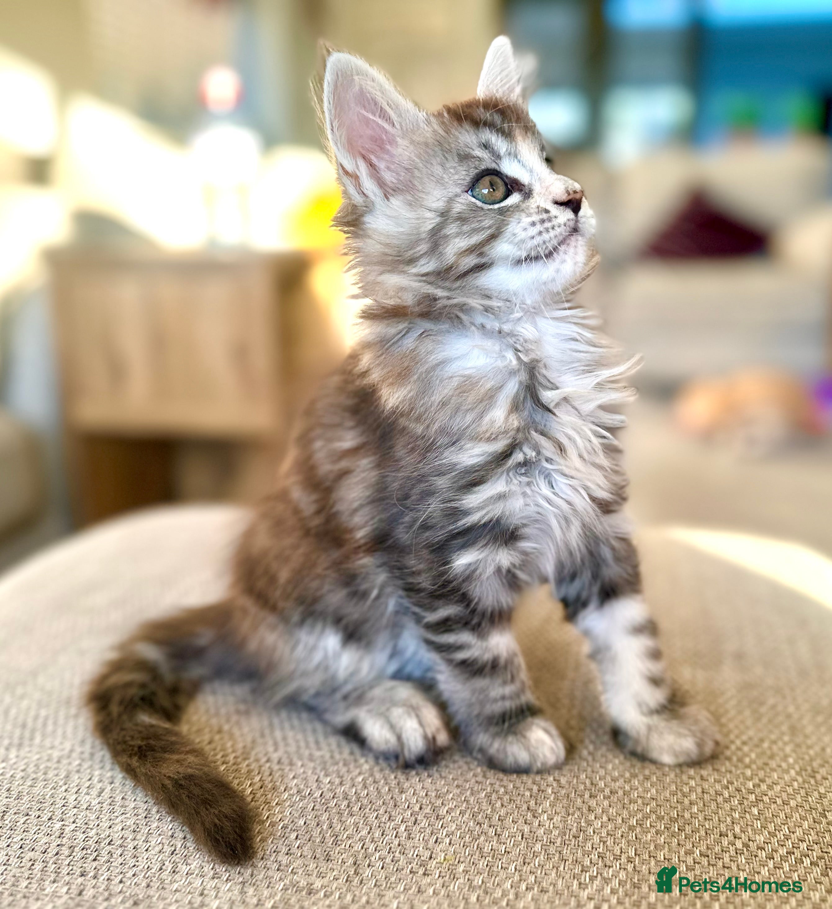 Maine Coon cats A litter of 7 Beautiful Maine coon kittens - Advert 14