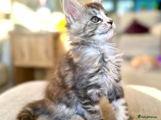 Maine Coon cats A litter of 7 Beautiful Maine coon kittens - Advert 3