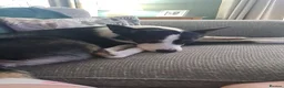 Border Collie dogs for stud: Bill for stud in High Peak - Advert 2