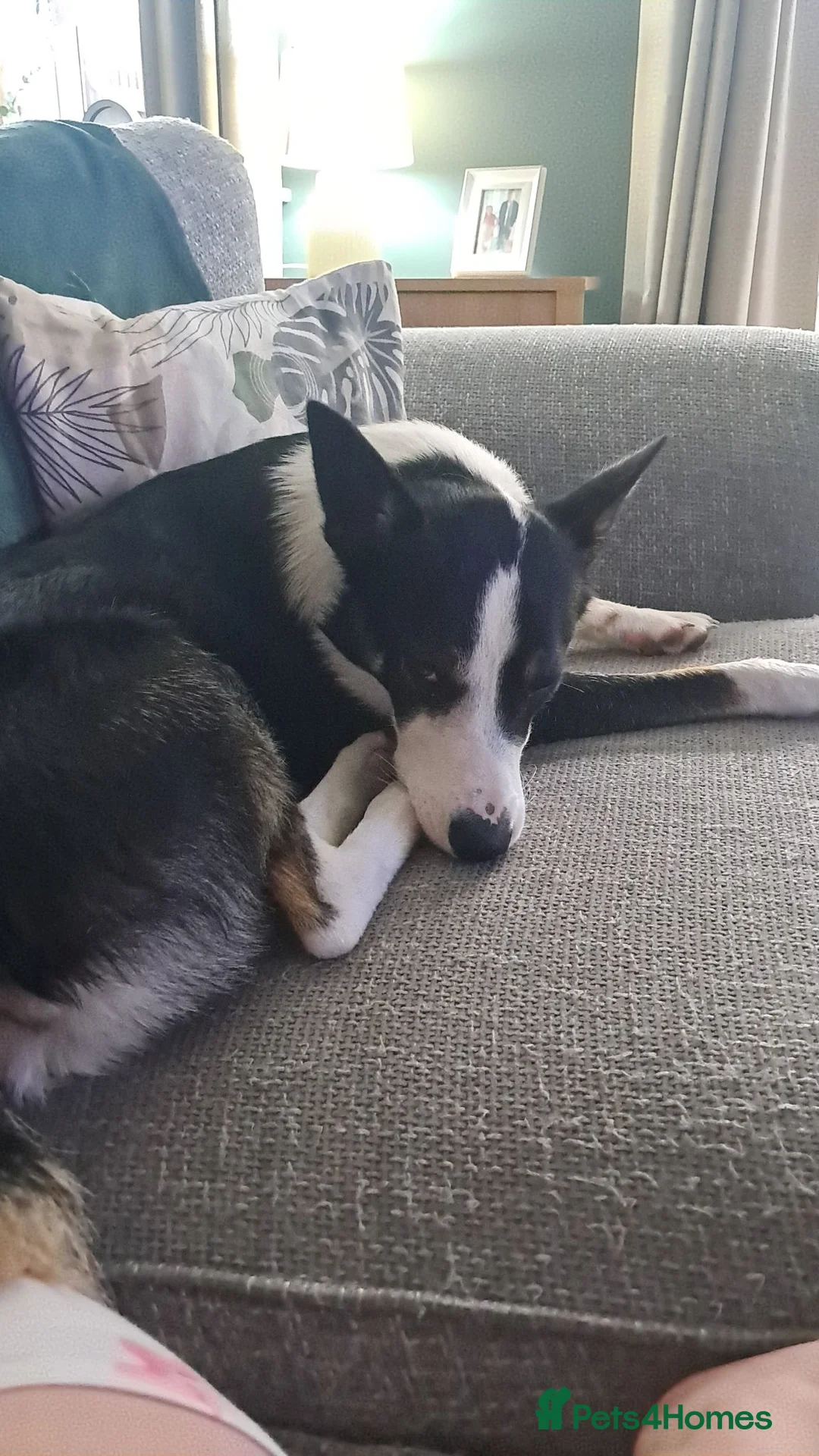 Border Collie dogs for stud: Bill for stud in High Peak - Advert 2