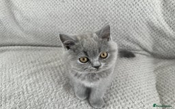 British Shorthair cats for sale: READY NOW 😻Pedigree BSH with perks in Swindon - Image 14