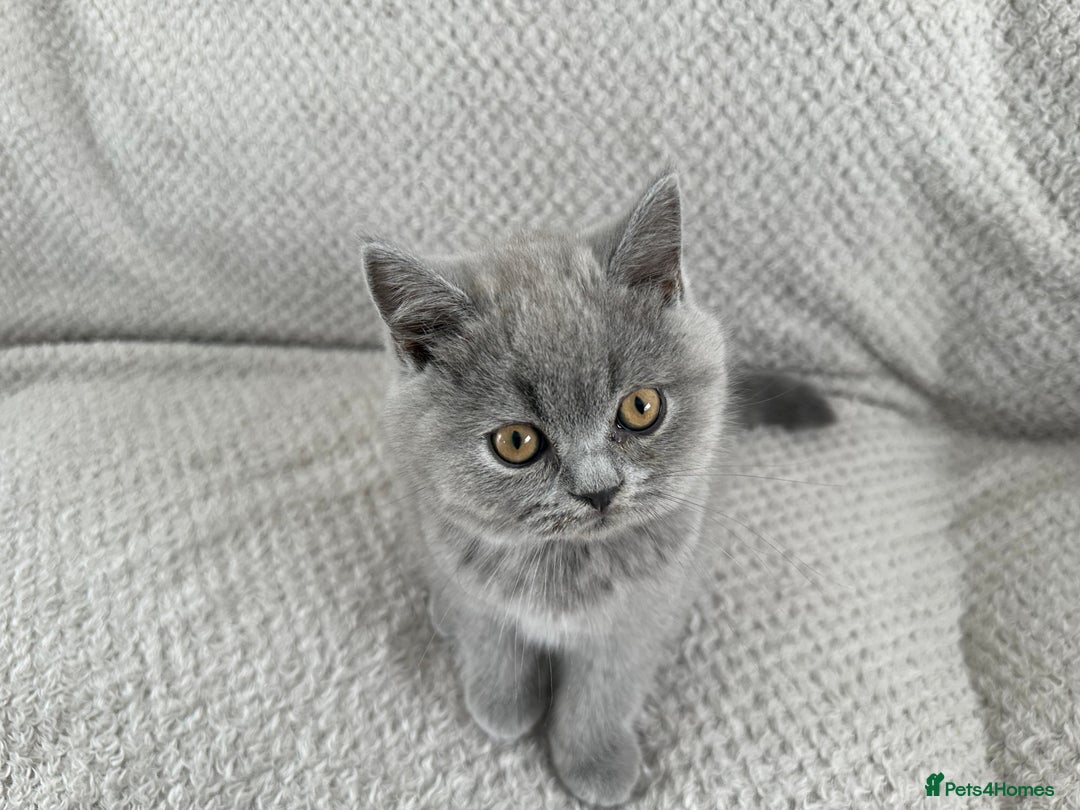 British Shorthair cats for sale: READY NOW 😻Pedigree BSH with perks in Swindon - Image 14
