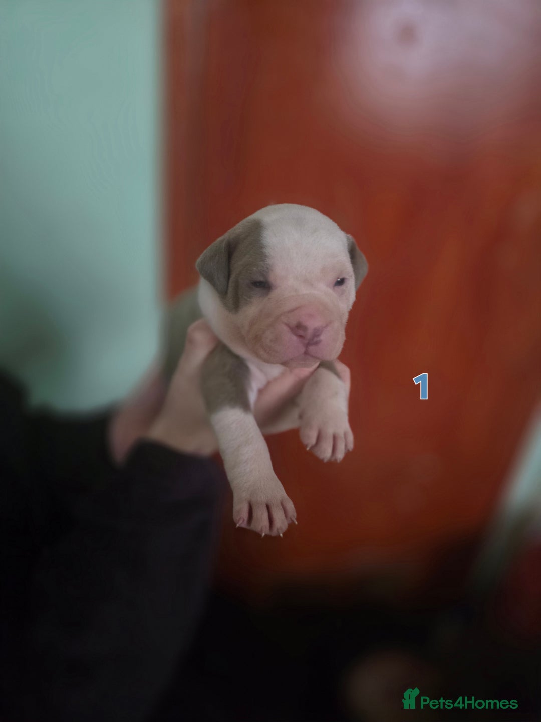 American Bully dogs for sale: Standard American bullys - Advert 8