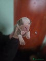 American Bully Puppy 4