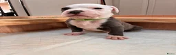 Staffordshire Bull Terrier dogs for sale: 🩵beautiful blue staffie puppies💙 - Advert 9