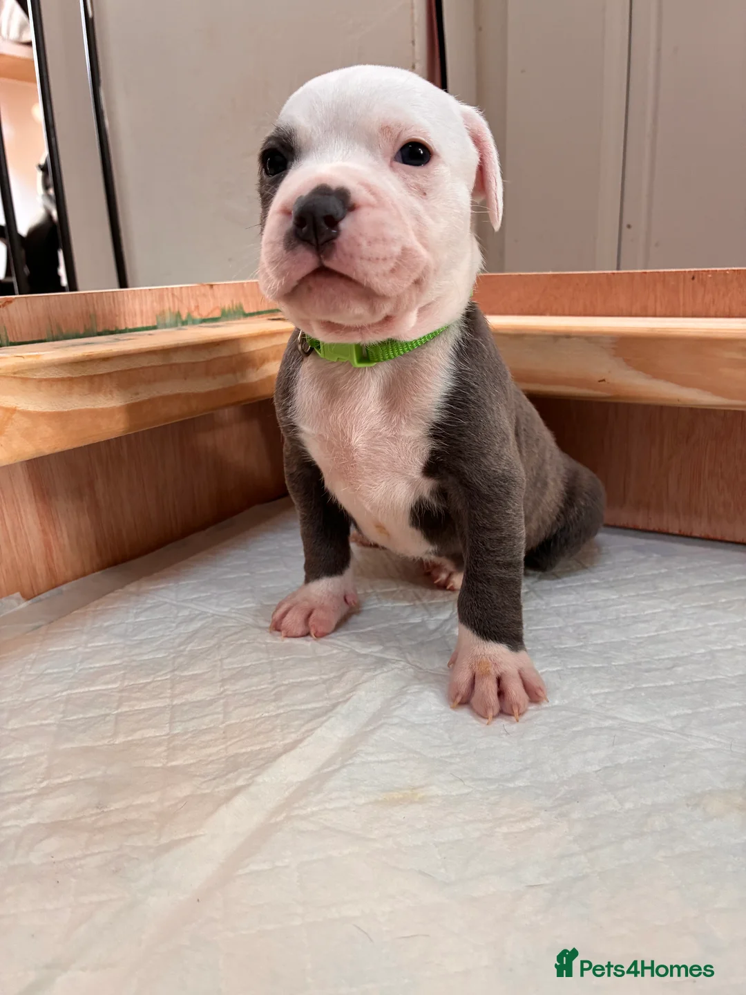 Staffordshire Bull Terrier dogs for sale: 🩵beautiful blue staffie puppies💙 - Advert 9