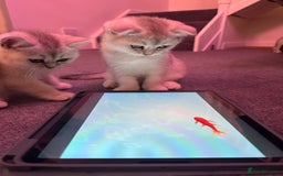 Scottish Fold cats for sale: Scottish fold/straight kittens (girls) - Image 5