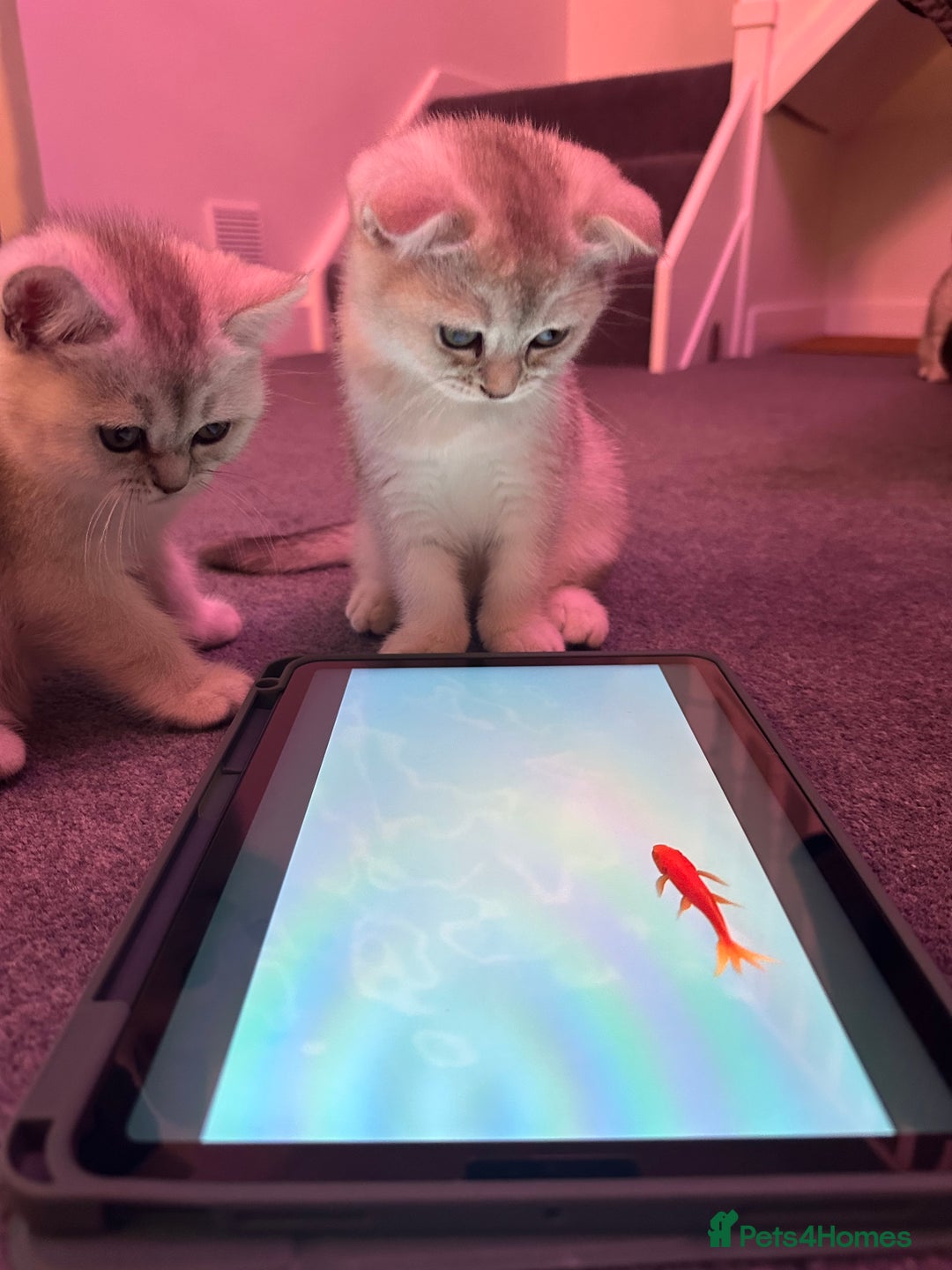 Scottish Fold cats for sale: Scottish fold/straight kittens (girls) - Image 5