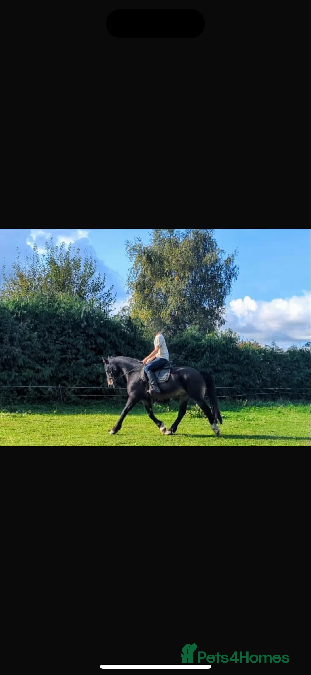 Other Breed horses for sale: 15.3h Bay gelding allrounder   - Advert 3