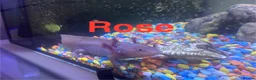 Axolotl reptiles for sale: Axolotl  - Advert 1