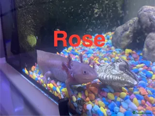 Axolotl reptiles Axolotl - Advert 2
