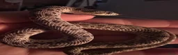 Mixed Breed reptiles for sale: Hognose boy for sale in Kettering - Advert 2