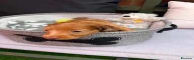 Miniature Dachshund 3