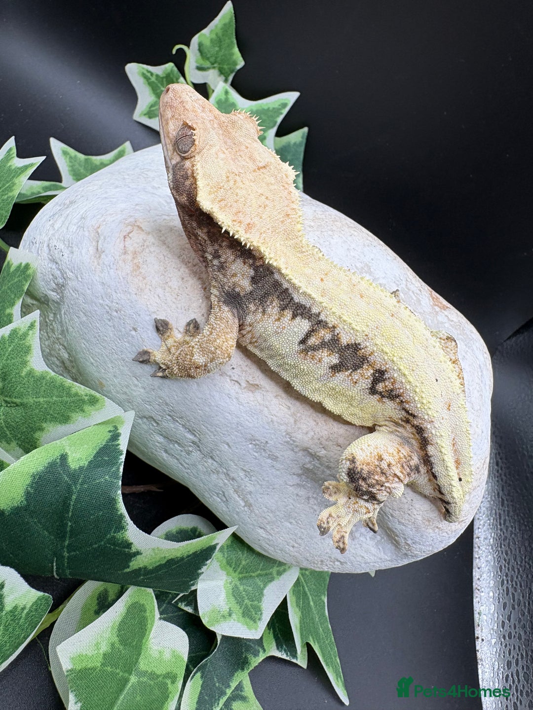 Gecko reptiles for sale: Female tri coloured Lily white - Advert 3