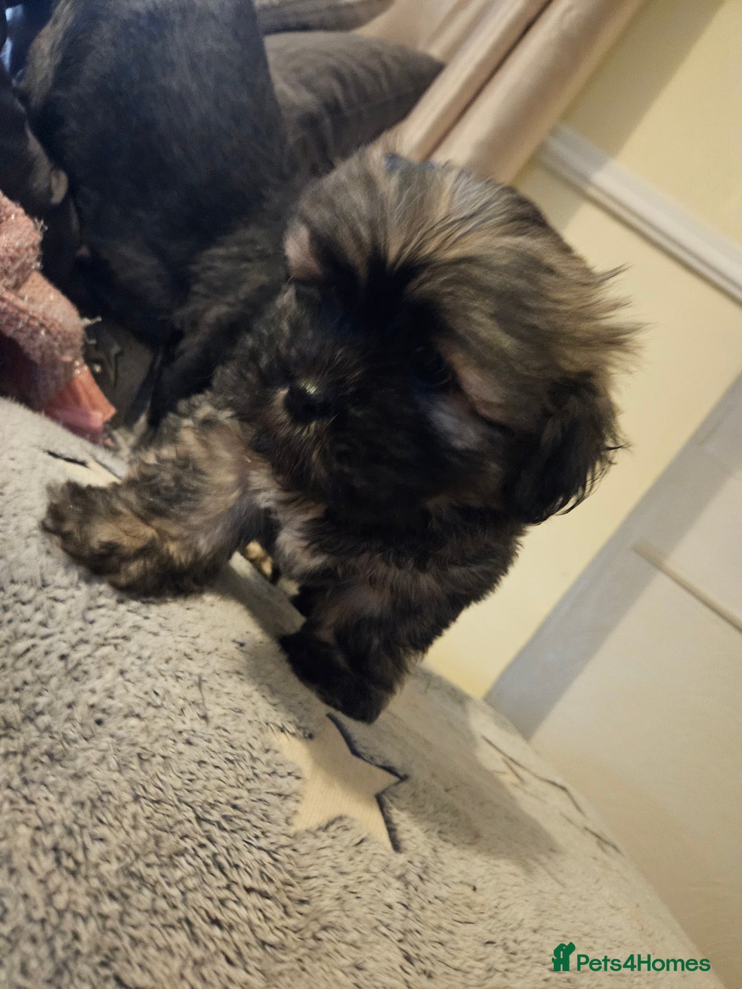 Lhasa Apso dogs for sale: Gorgeous 1 boy left - Advert 5