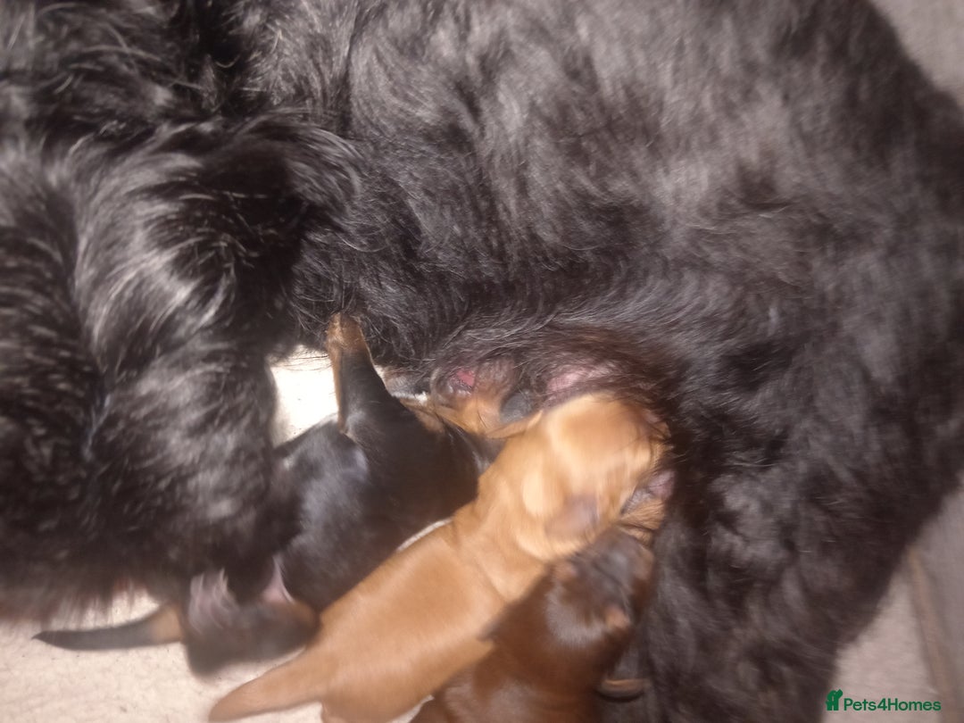 Mixed Breed dogs for sale: Colliepoo x Brittany  - Image 5