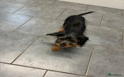 Mixed Breed dogs for sale: Yorkshire Terrier X dachshund  - Image 7