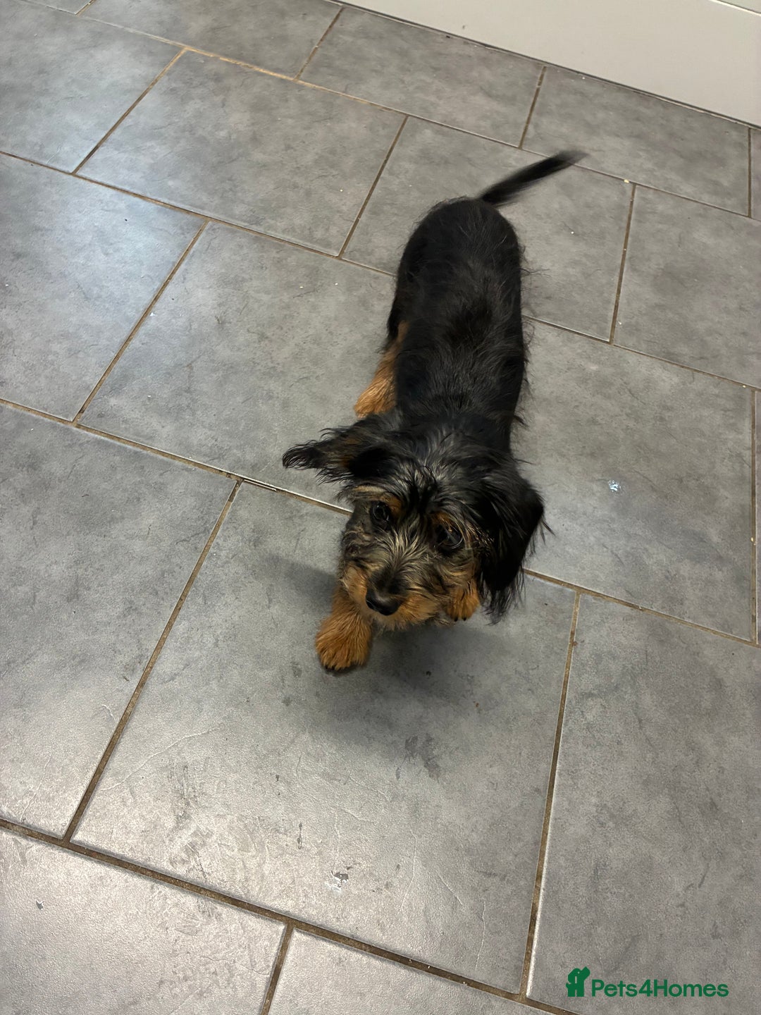 Mixed Breed dogs for sale: Yorkshire Terrier X dachshund  - Image 7