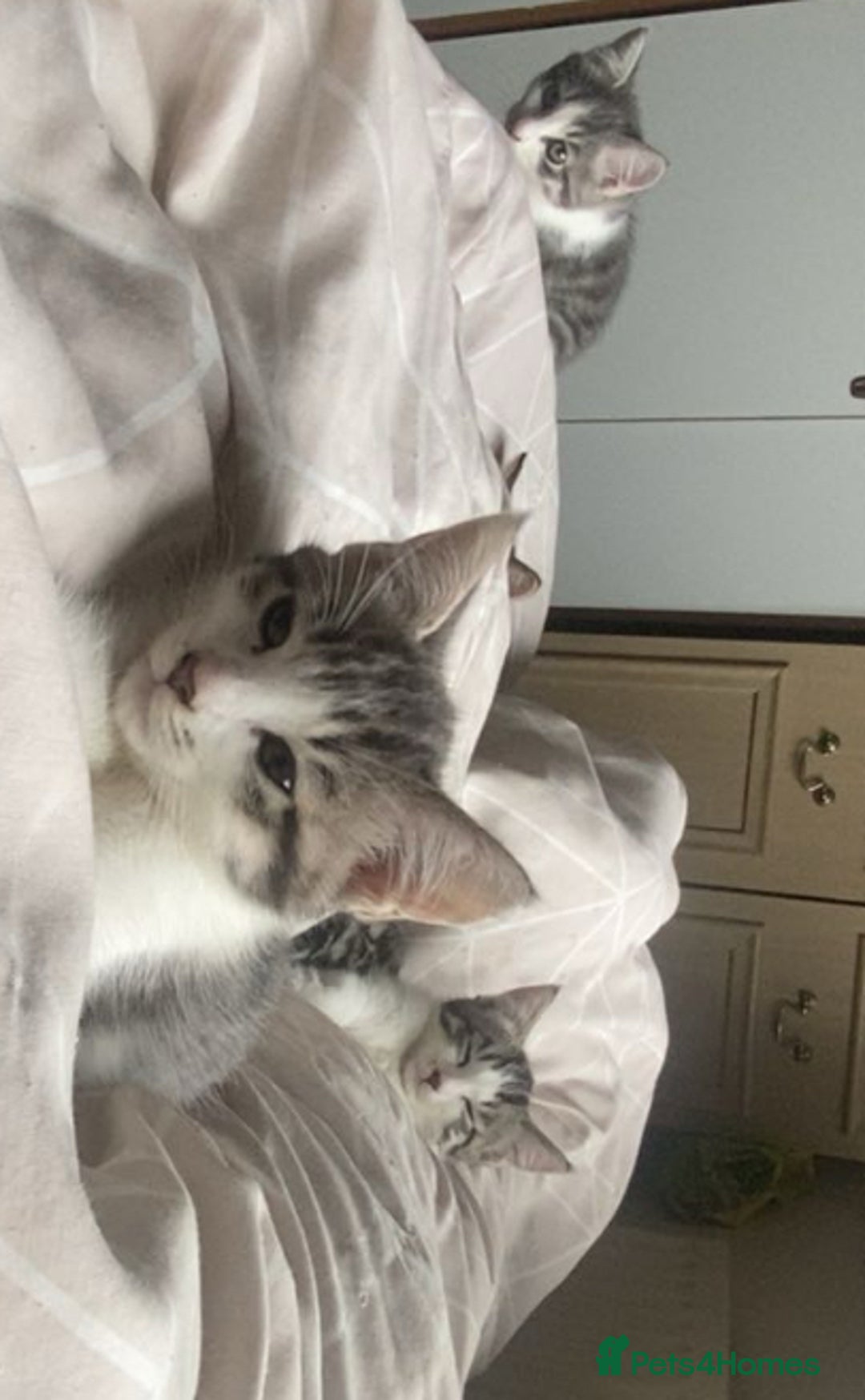 Bengal cats for sale: Three Beautiful Bengal Cross Kittens (boys)  - Image 1