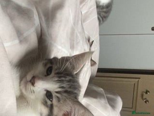 Bengal cats for sale - Advert 1