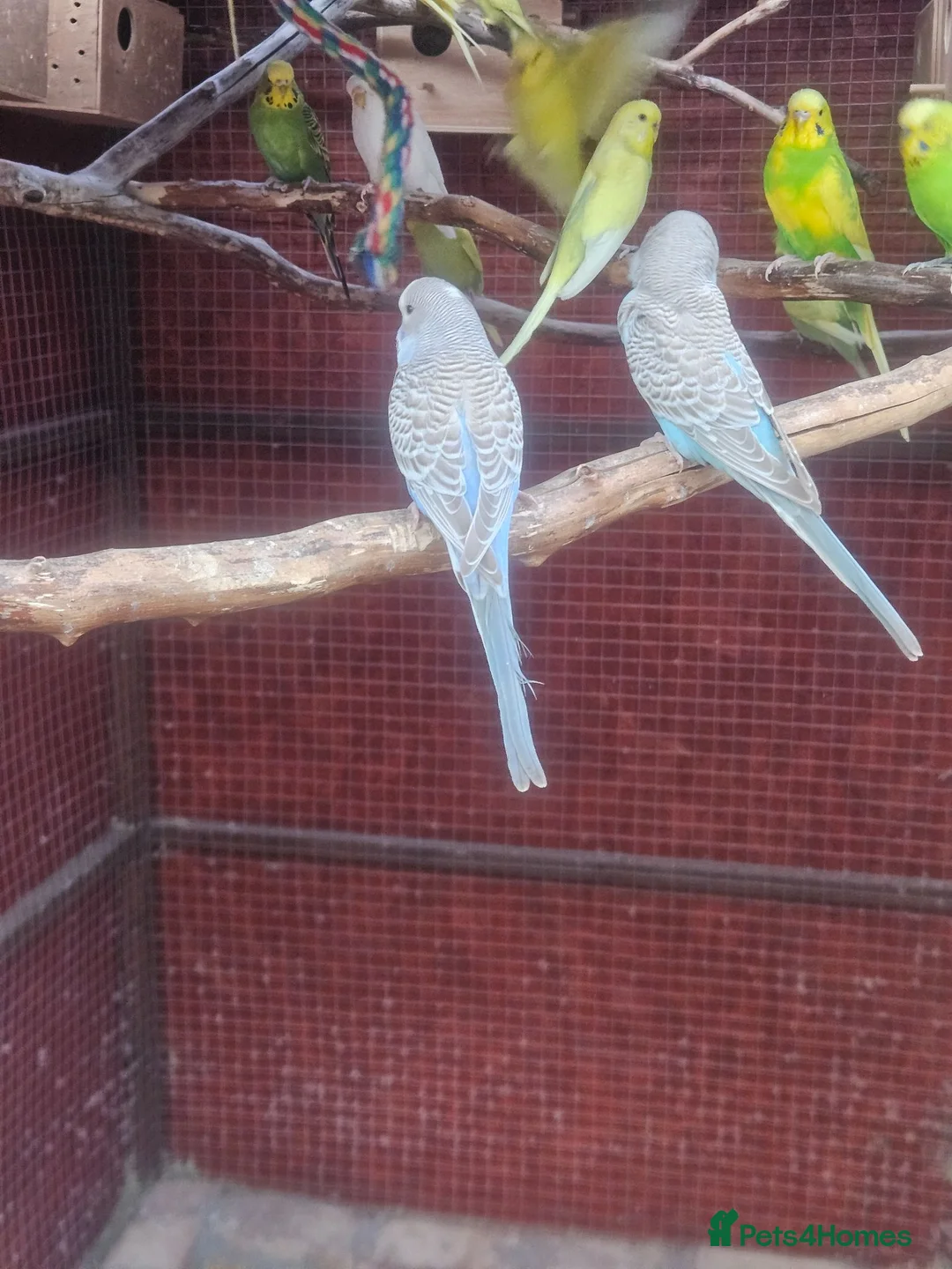 Budgerigars birds for sale: Budgies - Advert 2