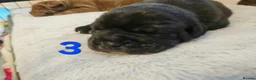Mixed Breed dogs for sale: F1 BULLADOR PUPPIES - Advert 23