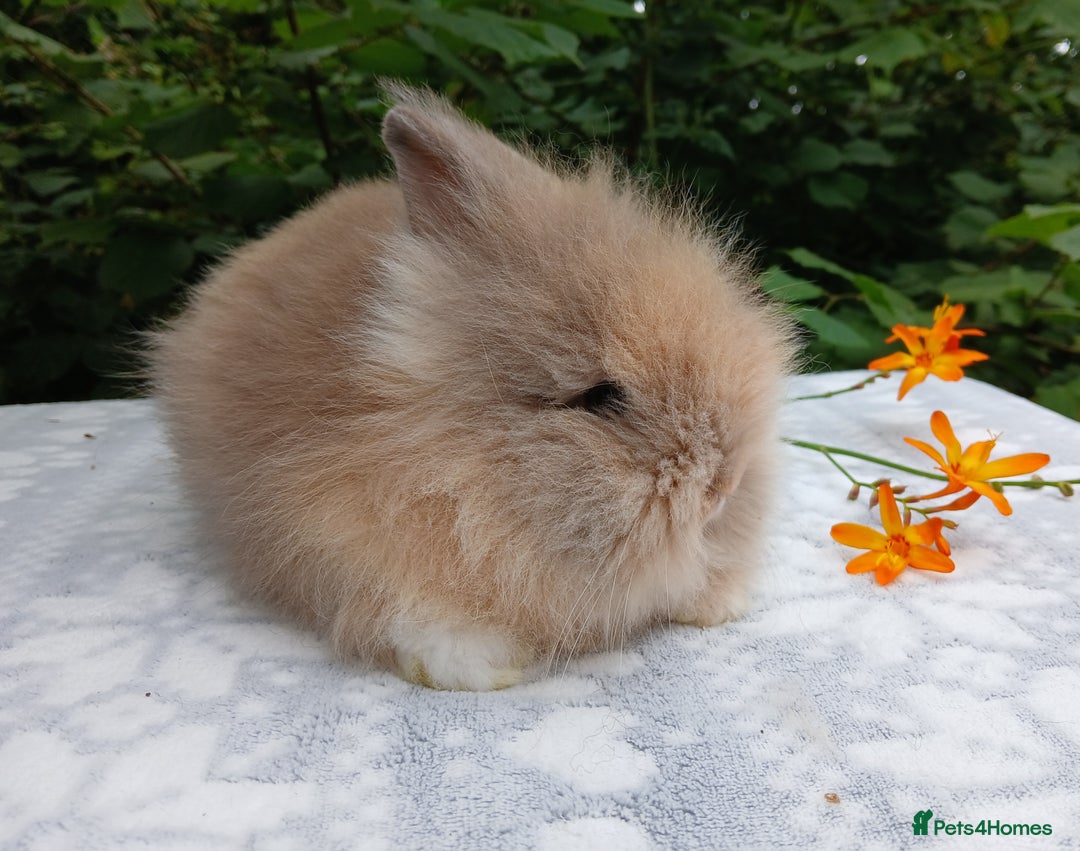 Lionhead rabbits for sale: LAST ONE Stunning DM Lionhead baby rabbit  - Image 3