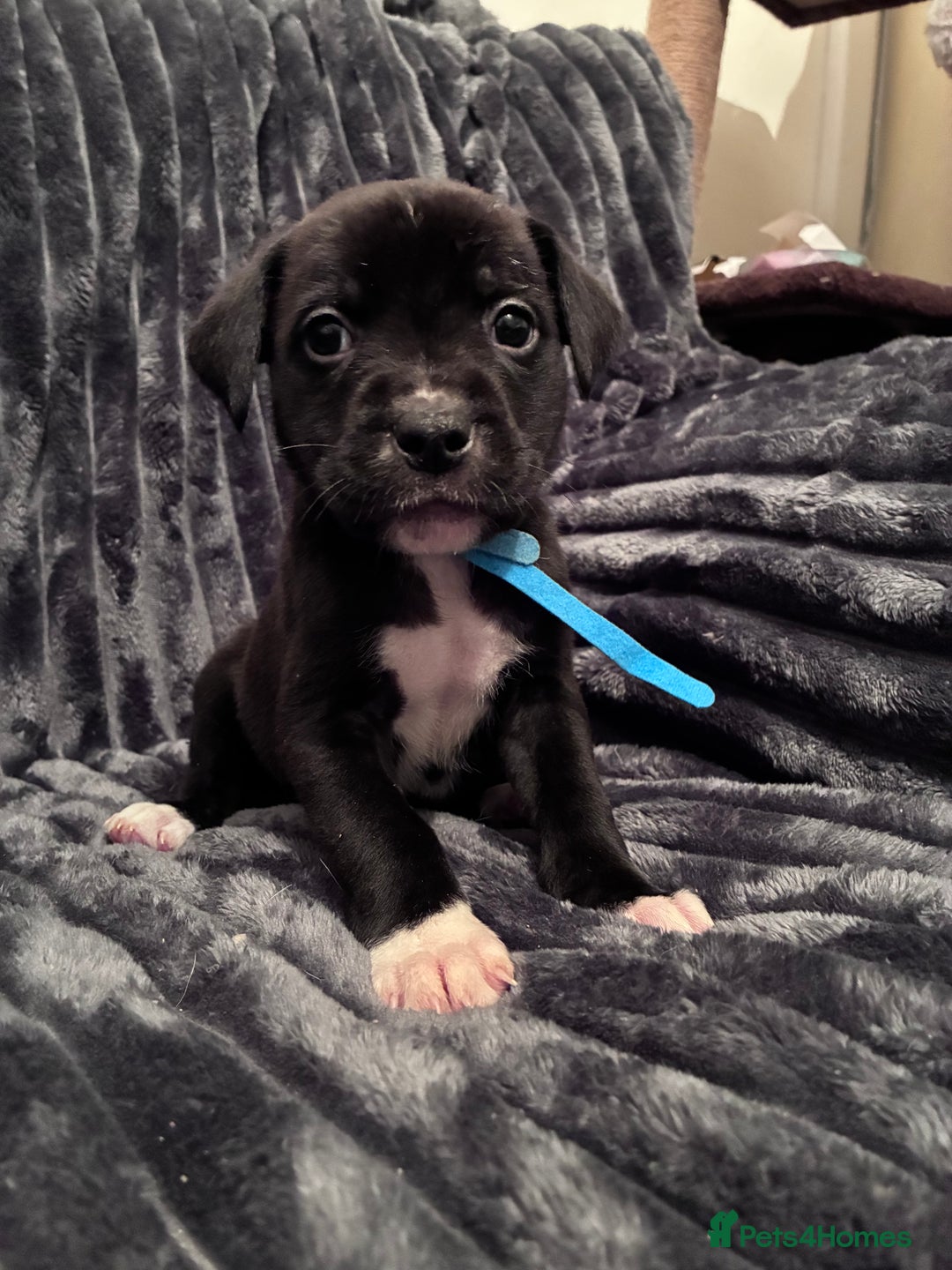 Mixed Breed dogs for sale: Cane Corso-Belgian Malanois cross American Bulldog - Advert 17