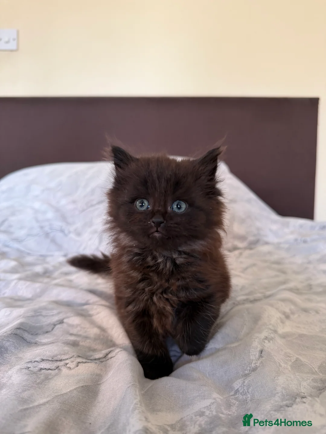 Maine Coon cats for sale: X3 Maine Coon Tabbys  - Advert 1