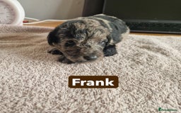 Labradoodle dogs for sale: Chocolate Merle Labradoodle+Australian Labradoodle - Image 12