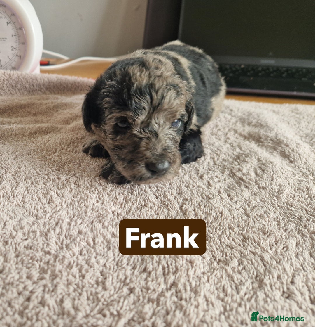 Labradoodle dogs for sale: Chocolate Merle Labradoodle+Australian Labradoodle - Image 12