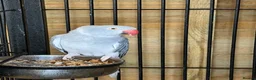 Ringnecks birds for sale: Adult female ringneck - Advert 3
