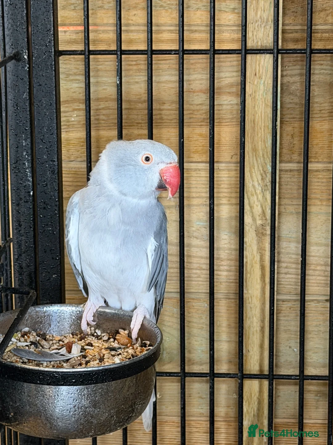 Ringnecks birds for sale: Adult female ringneck - Advert 3
