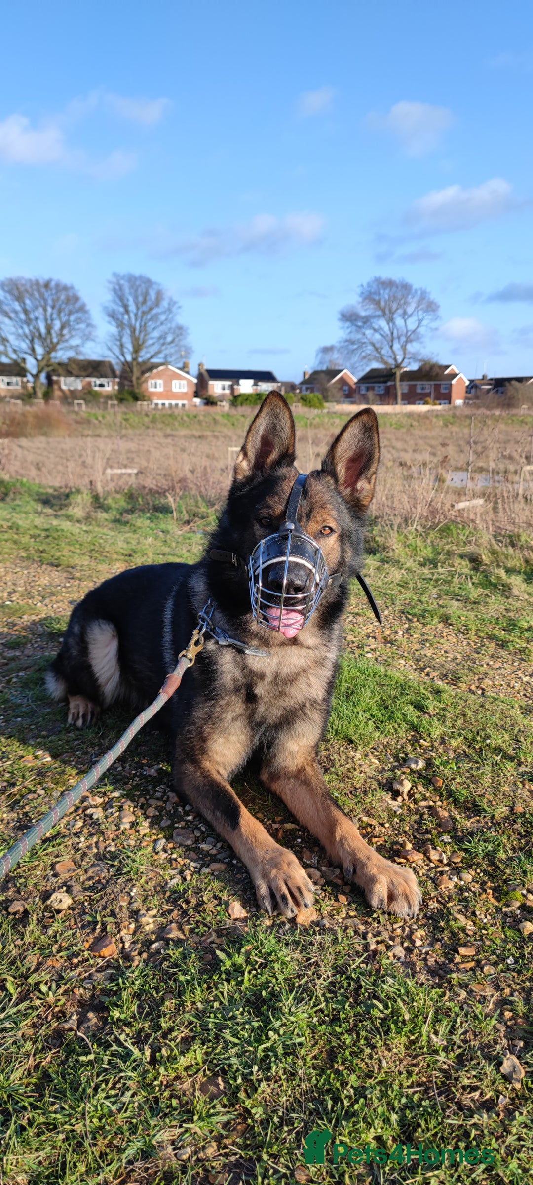 German Shepherd dogs for stud: Solid GSD for stud  in Wokingham - Image 3