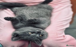 British Shorthair cats for sale: British shorthair  - Image 18