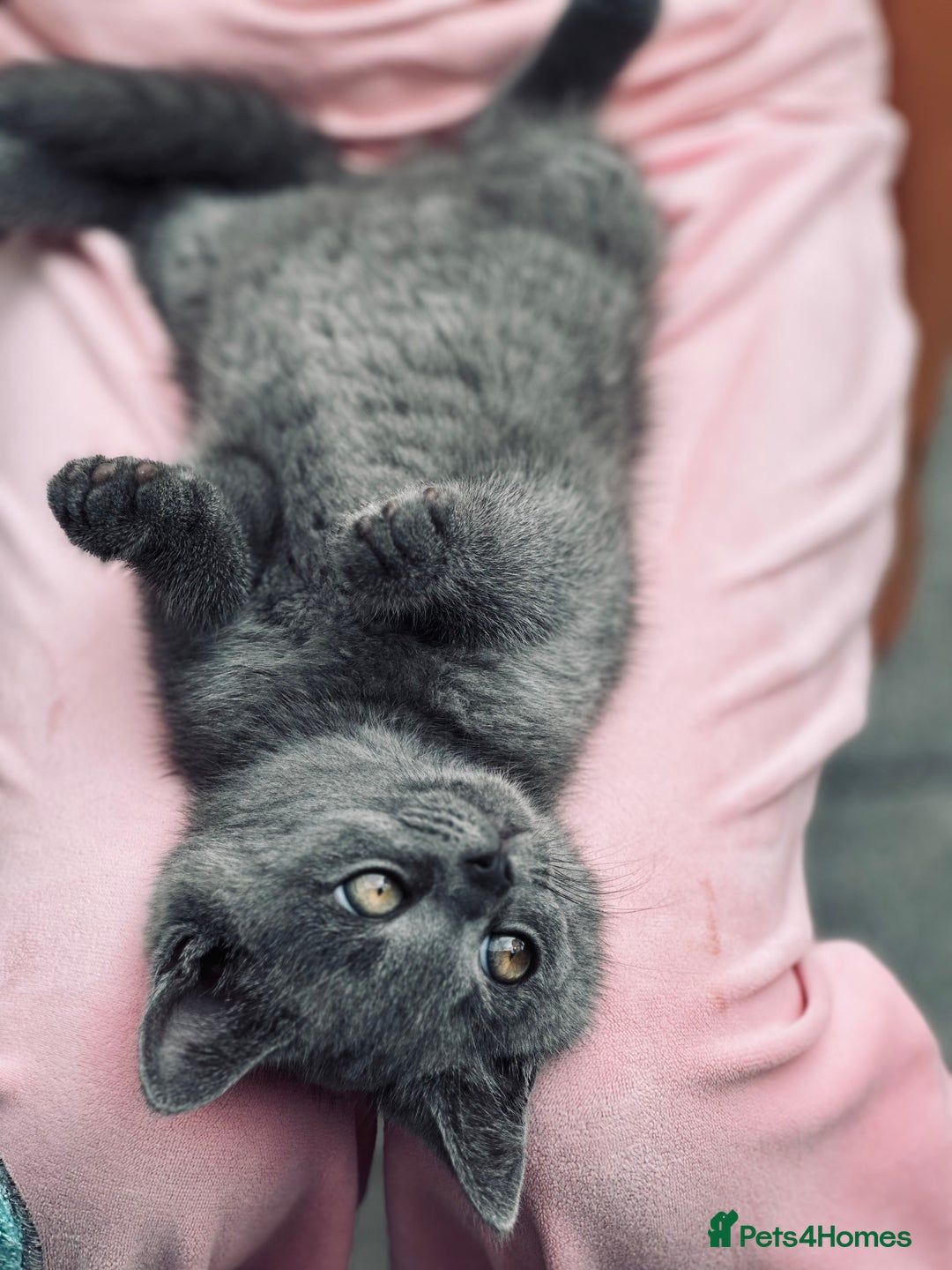 British Shorthair cats for sale: British shorthair  - Image 18