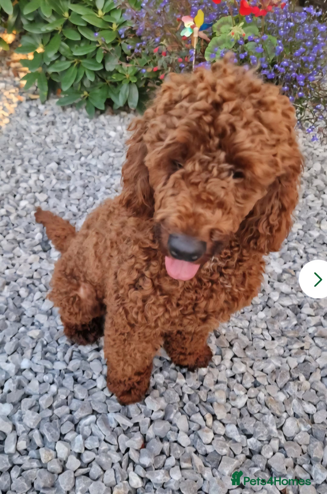 Mini Goldendoodle dogs for sale: Golden doodles 8 babies  - Advert 4