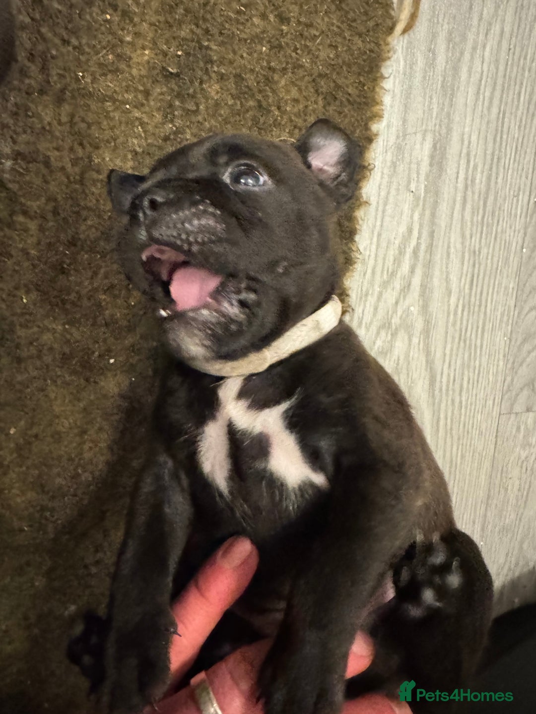 Staffordshire Bull Terrier dogs for sale: KC Staffordshire bull terrier puppies  - Advert 2